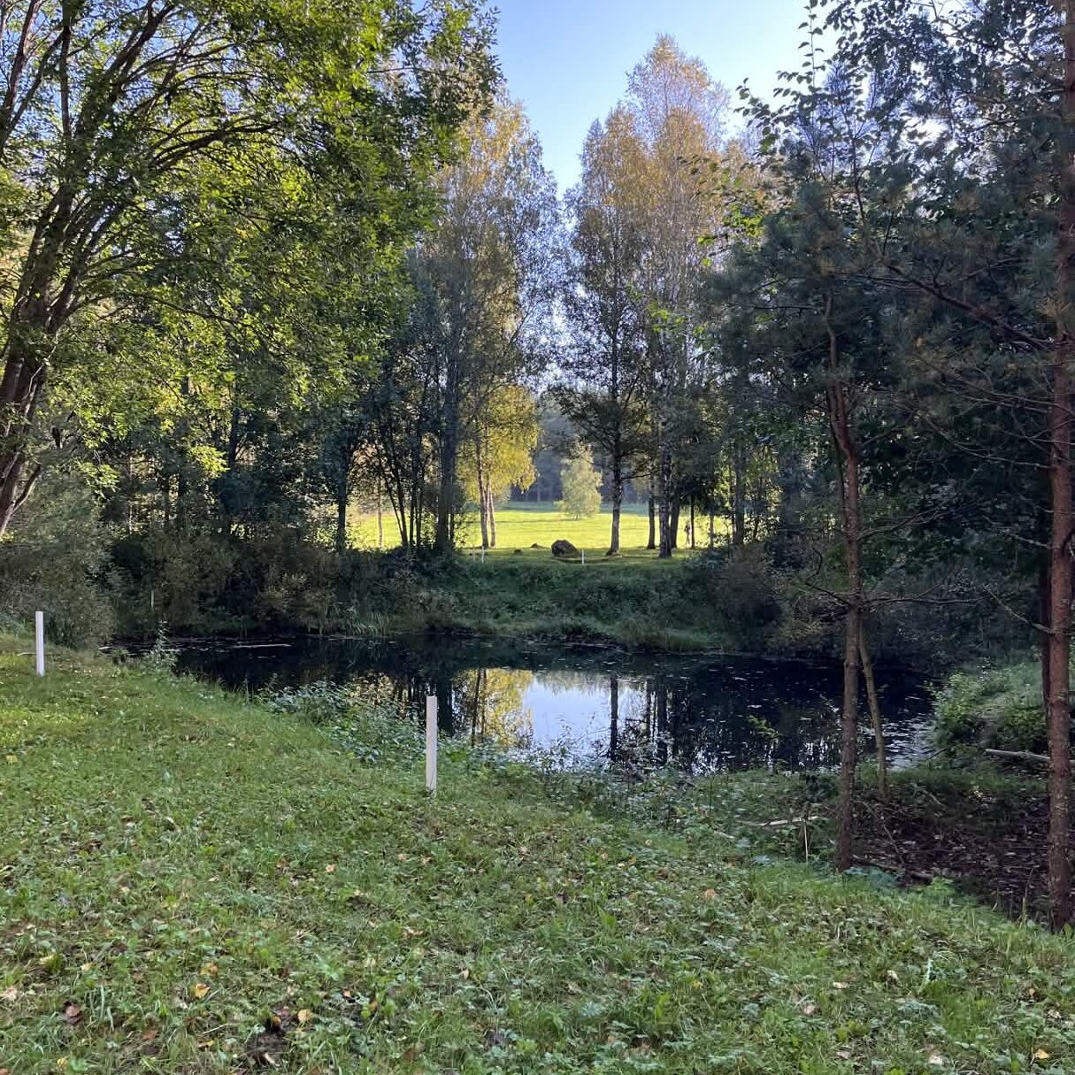 Kesäinen lampi Ristinummen frisbeegolf-radan väylältä 17.